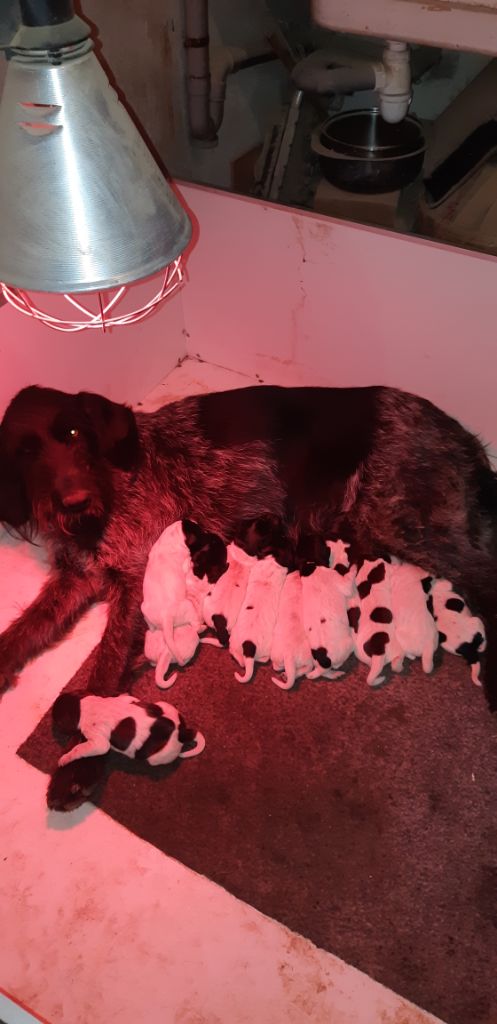 De L'Ubac Du Ventoux - Les chiots sont nés 