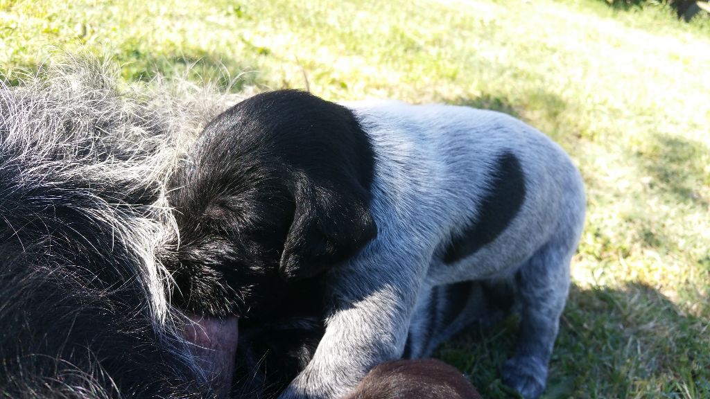 De L'Ubac Du Ventoux - La chienne noire réservée depuis Janvier