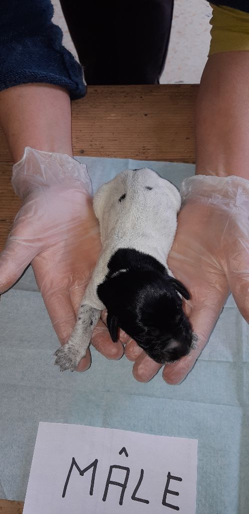 De L'Ubac Du Ventoux - les chiots