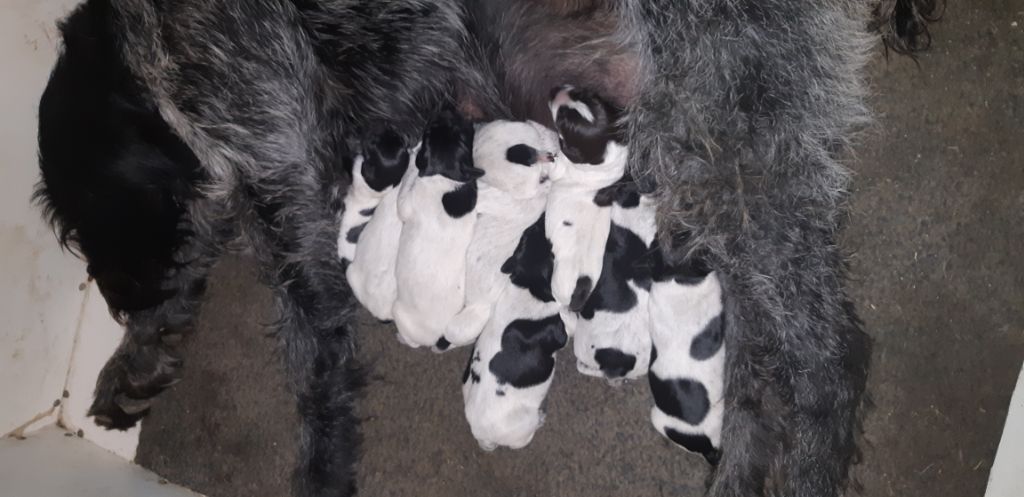 De L'Ubac Du Ventoux - Les chiots sont nés 