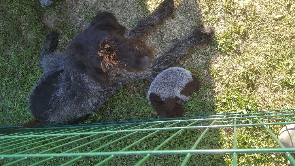 De L'Ubac Du Ventoux - Reste seulement 1 chiot à réserver.