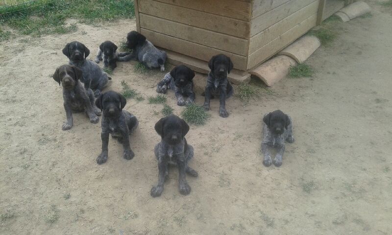 De L'Ubac Du Ventoux - Les chiots profitent du soleil 