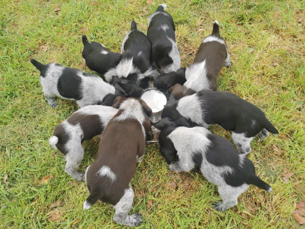 Chiots inscrits au Lof