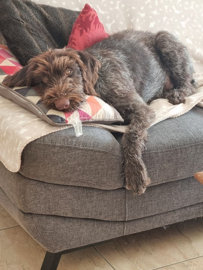 Chiots pour janvier 2026