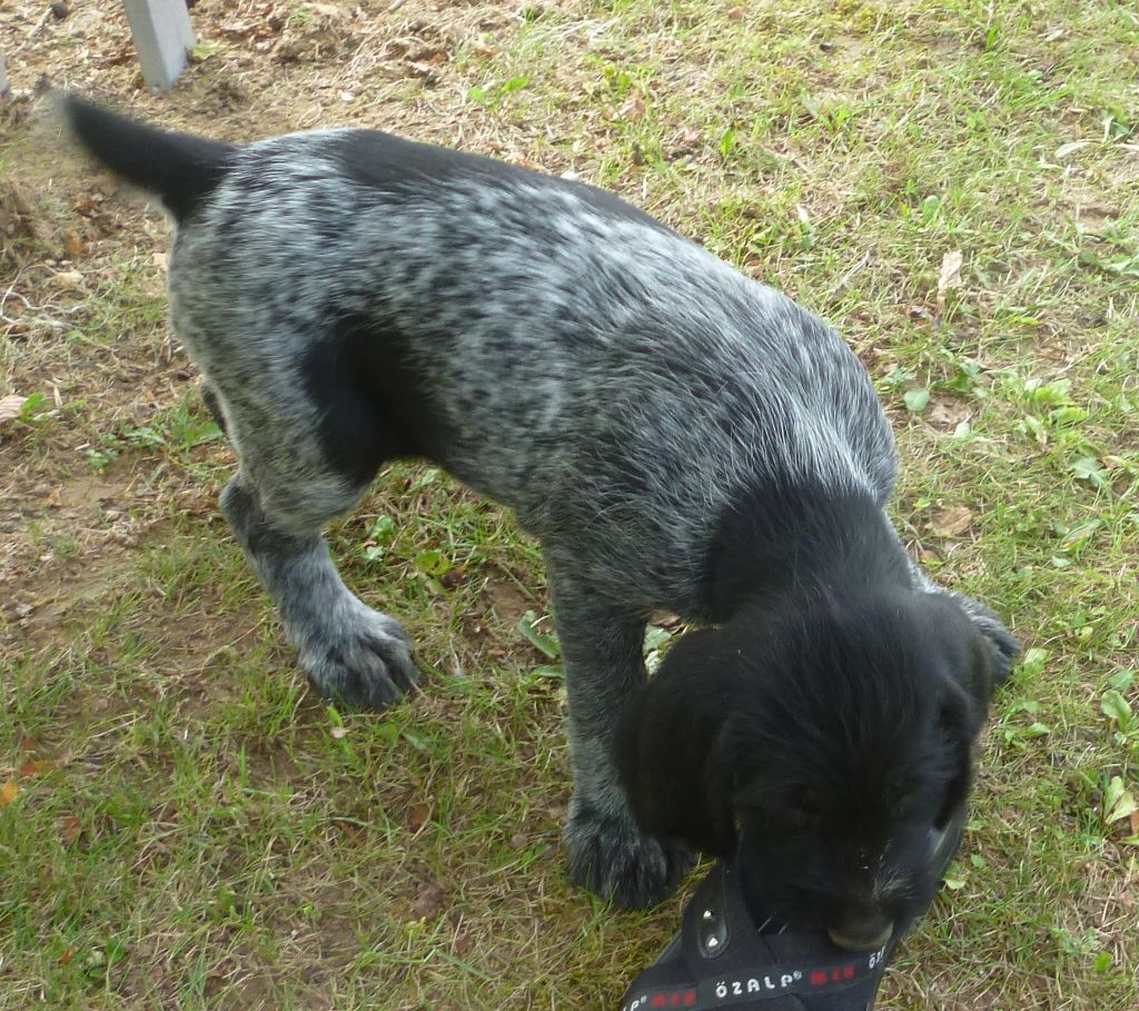 Chiots disponible