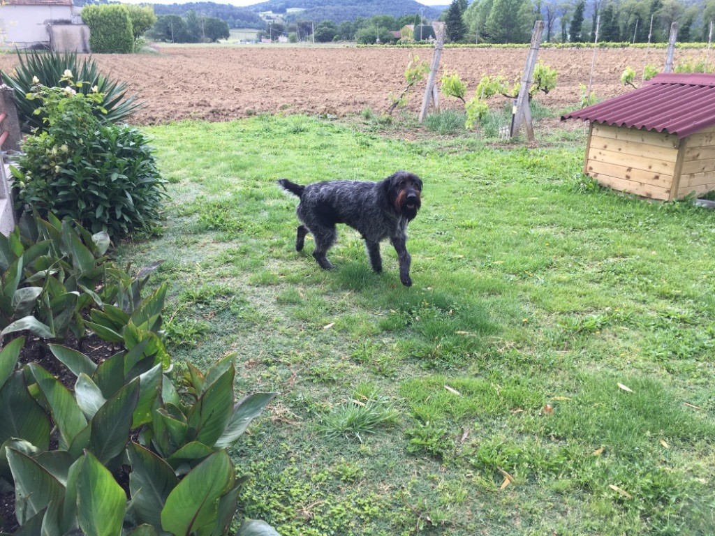 De L'Ubac Du Ventoux - Les chiots déjà quatre semaines