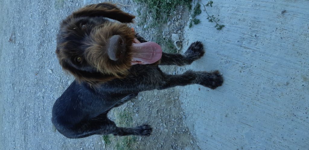 De L'Ubac Du Ventoux - Plus de chiot disponible