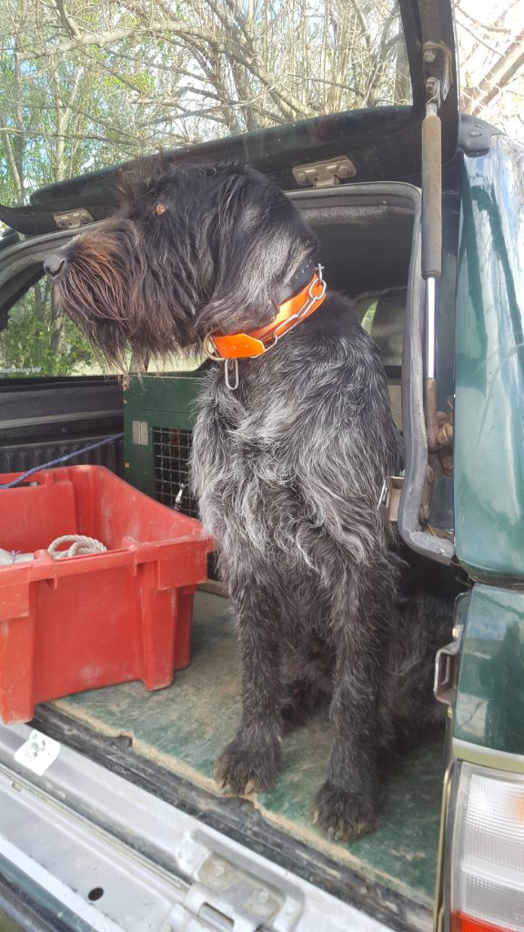 De L'Ubac Du Ventoux - Plus de chiots de disponible