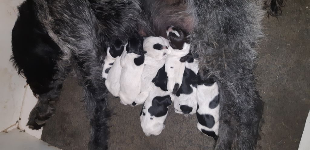 De L'Ubac Du Ventoux - Les chiots sont nés