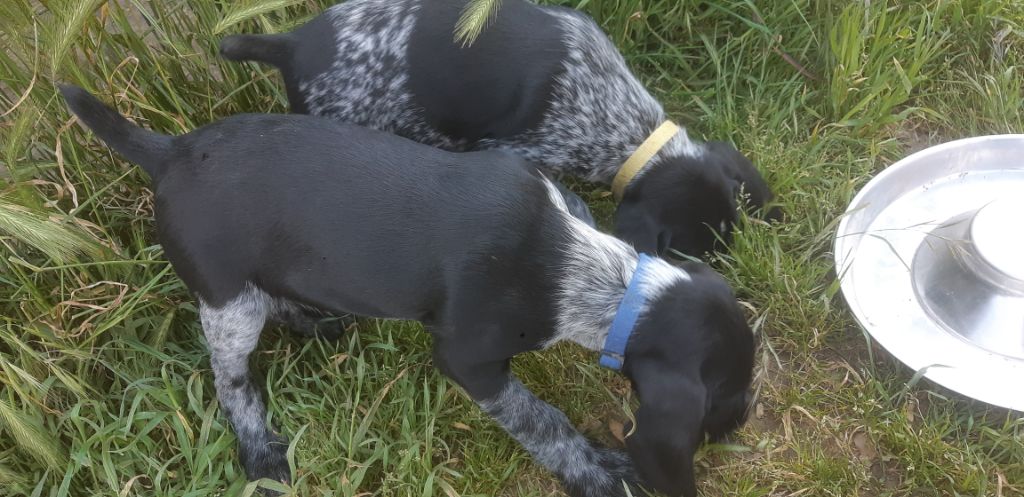 Chiots nés le 25.02 disponible