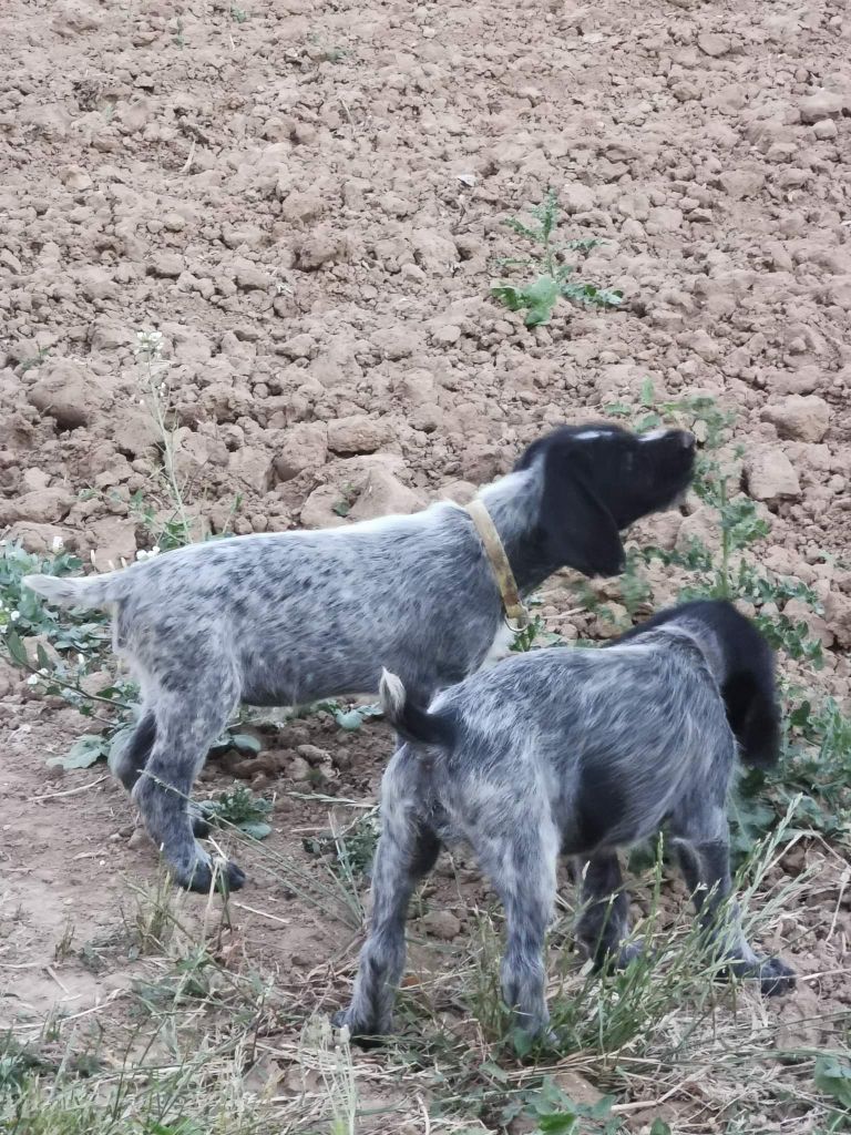De L'Ubac Du Ventoux - Les chiots partent dans leur famille