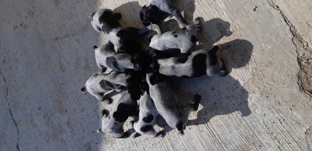 De L'Ubac Du Ventoux - Les chiots mangent seul
