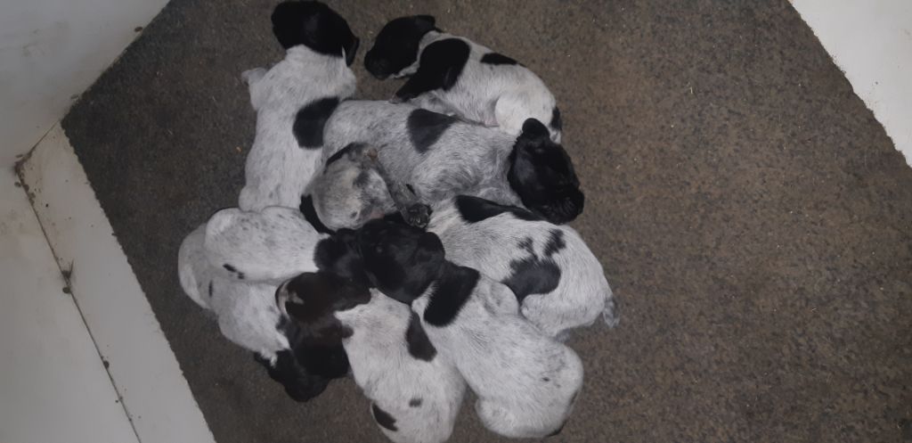 De L'Ubac Du Ventoux - Les chiots vont bien