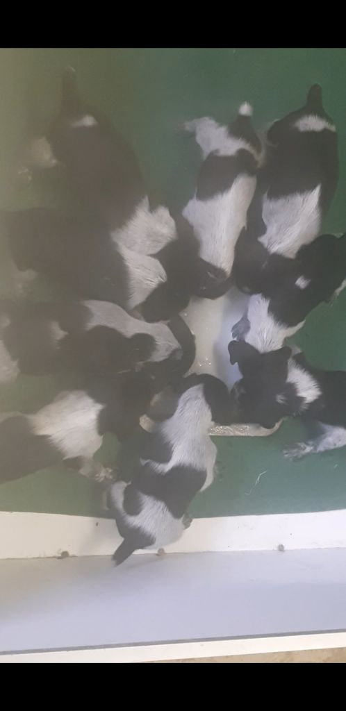 De L'Ubac Du Ventoux - Chien d'arrêt allemand à poil dur - Portée née le 25/02/2025